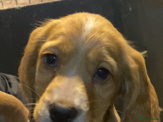 Cocker Spaniel dogs COCKER SPANIEL LAST GIRL FULLY VACCINATED - Advert 4