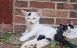 Domestic Shorthair cats for sale: 5 beautiful kittens looking for a good homes  - Image 5