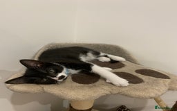 British Shorthair cats for sale: Juno and Minnie - Image 16