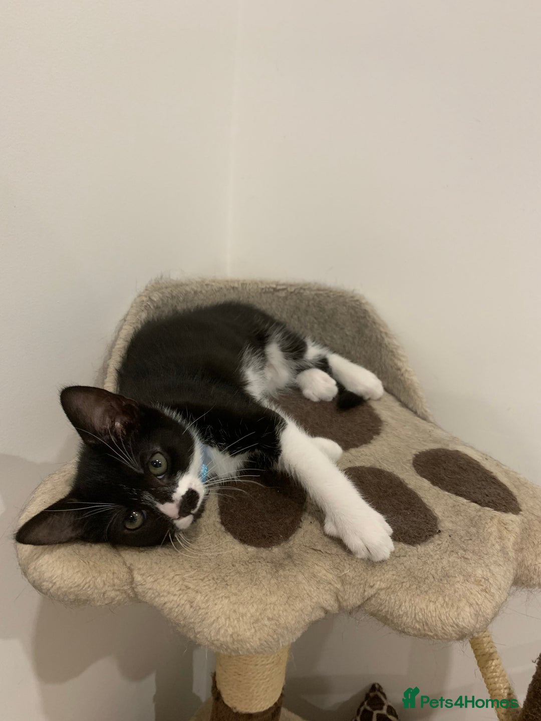 British Shorthair cats for sale: Juno and Minnie - Image 16