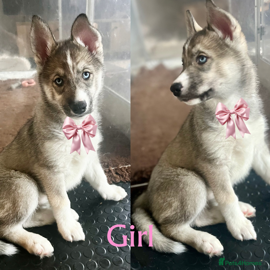 Siberian Husky dogs READY NOW beautiful girl left fluffy husky pup - Advert 4