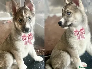 Siberian Husky dogs READY NOW beautiful girl left fluffy husky pup - Advert 4