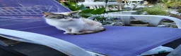Mixed Breed cats for sale: Kittens - Advert 5