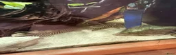 Plecos fish for sale: King Tiger Pleco L333 - Advert 2