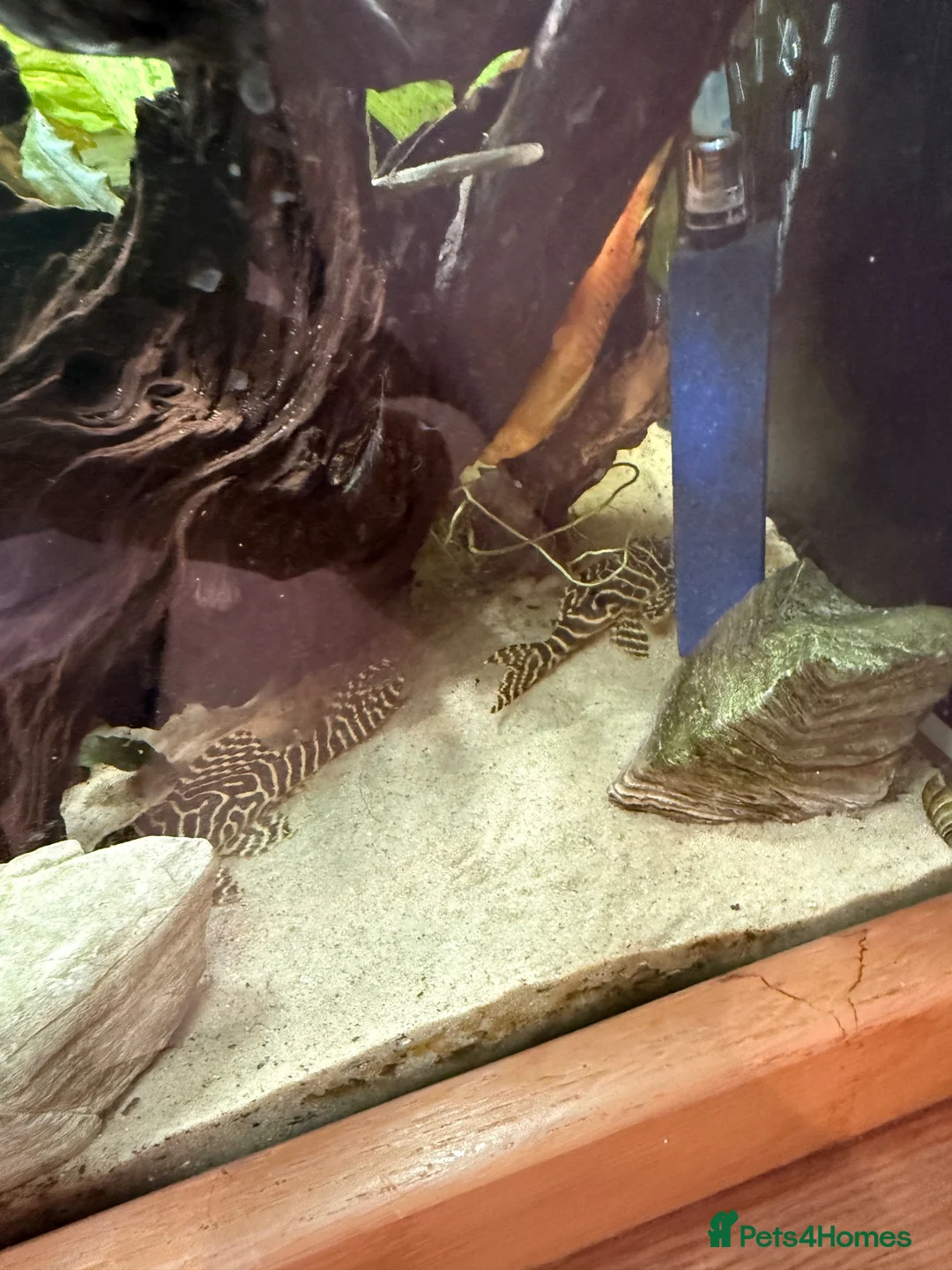 Plecos fish for sale: King Tiger Pleco L333 - Advert 2
