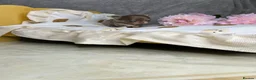 Chihuahua dogs for sale: Beautiful Lilac tri Chihuahua puppies KC  - Advert 26
