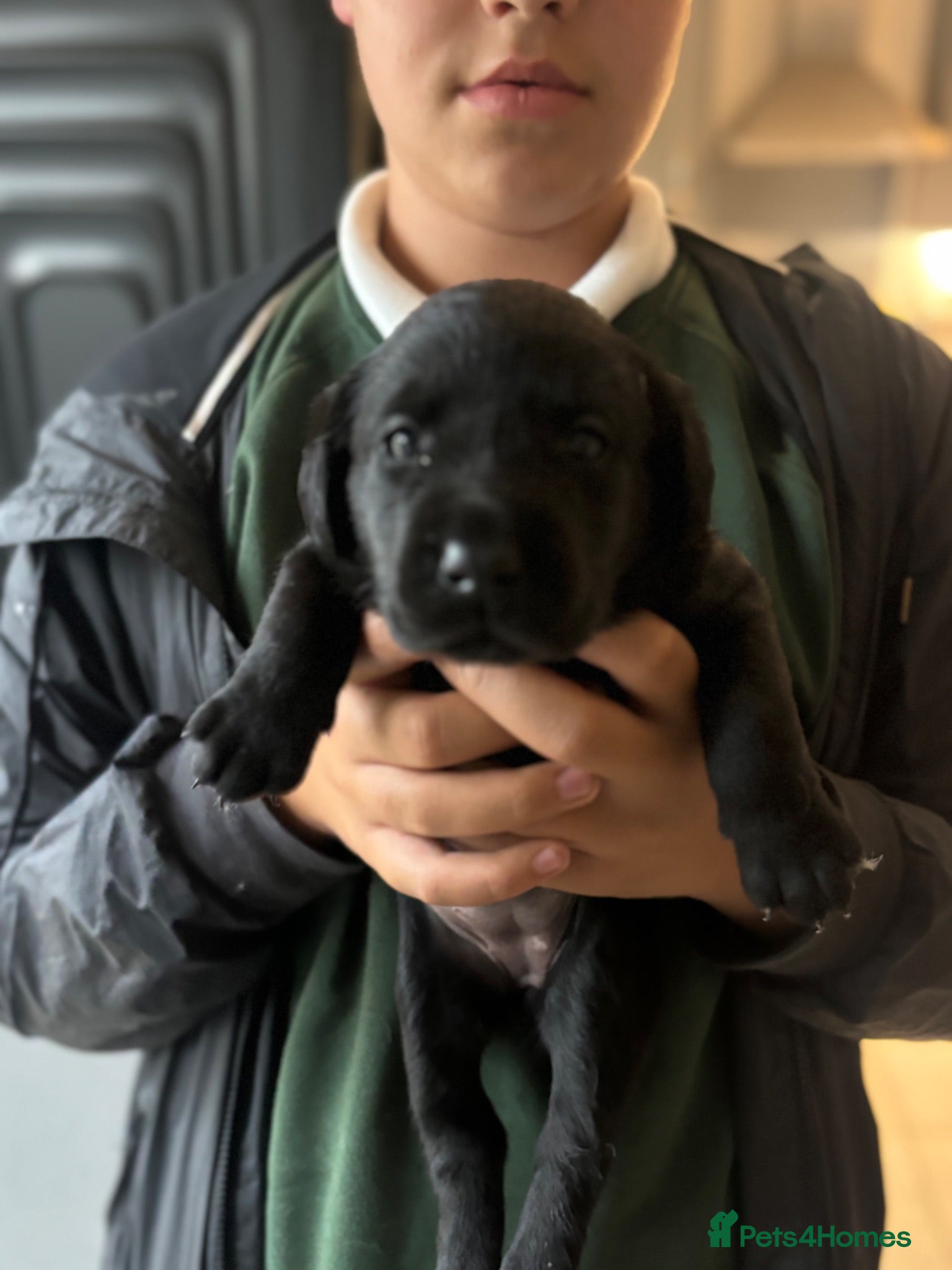 Labrador Retriever dogs Traditional Black Labrador Puppies - Advert 1