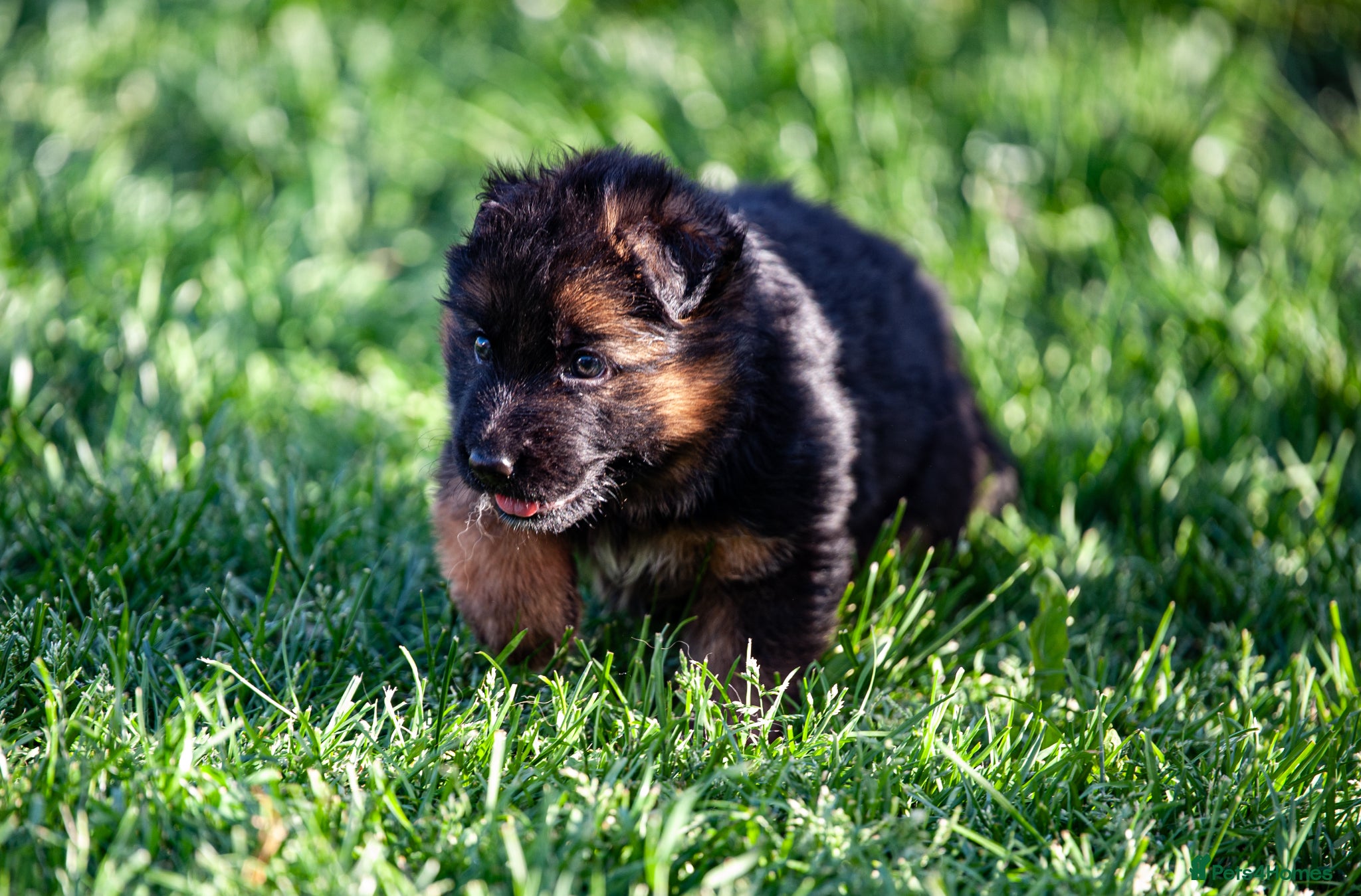 German Shepherd dogs for sale: ❤️🐾 Beautiful Long-Haired GSD Puppies🐾❤️ - Advert 15