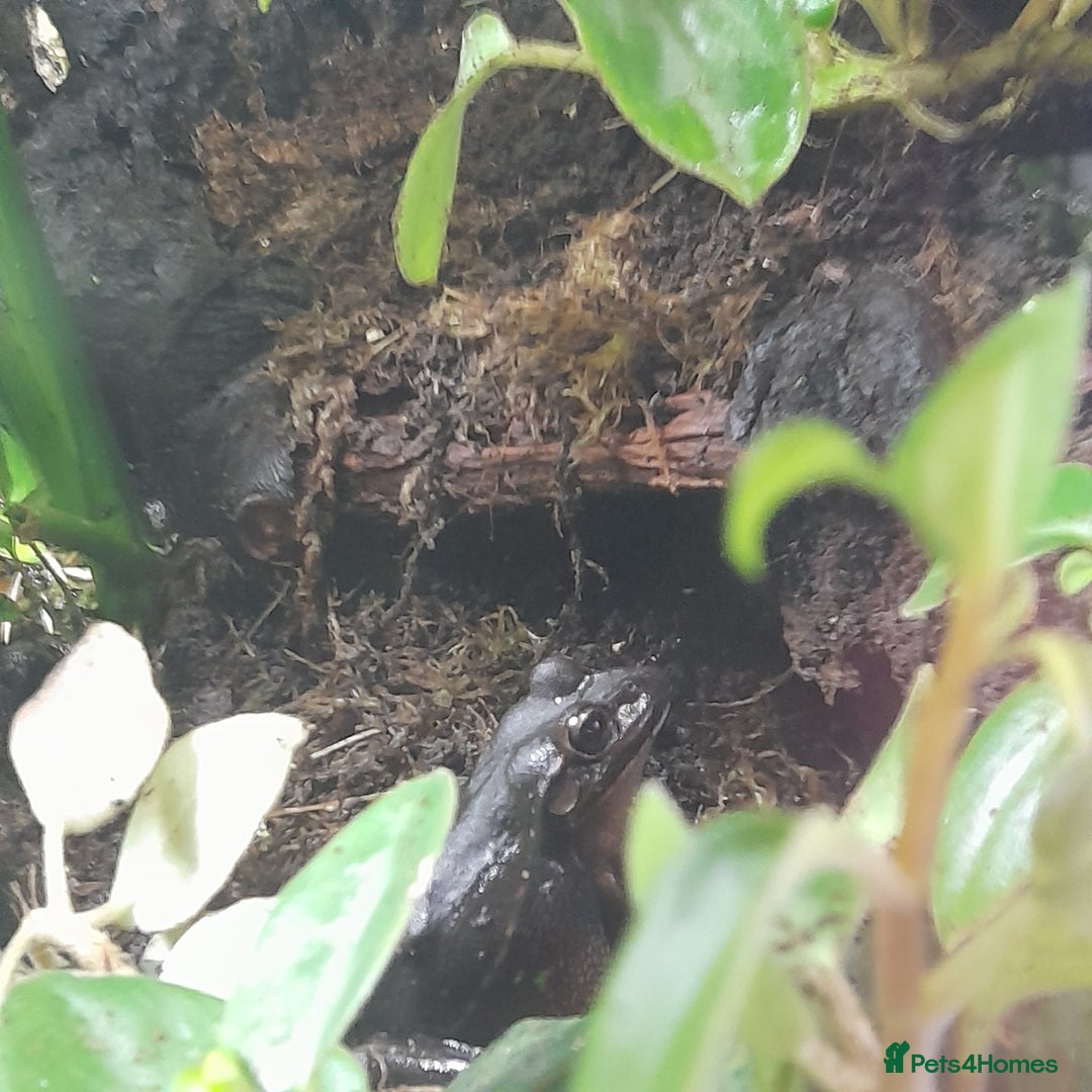 Gecko reptiles for sale: Geckos Fish Frogs full setups - Image 26