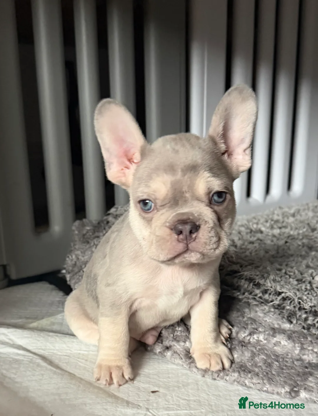 French Bulldog dogs for sale: French bulldog puppies  - Advert 6