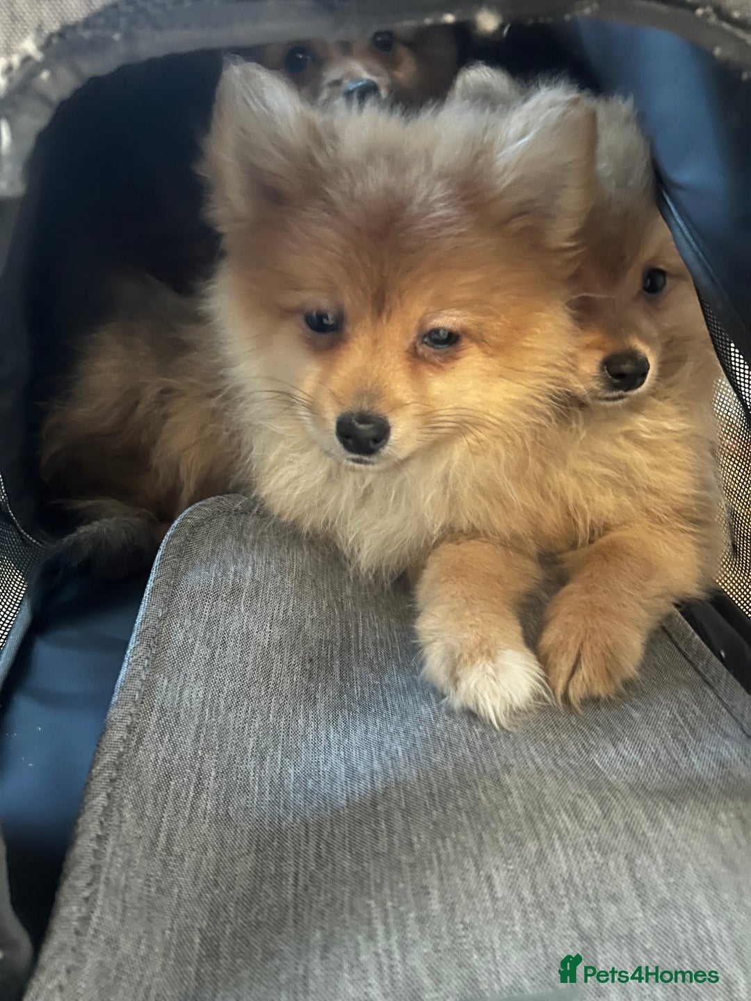 Mixed Breed dogs for sale: The cutest Pups: German & Japanese Pomeranian - Advert 4