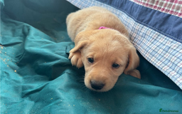 Golden Retriever dogs for sale: Gorgeous Golden retriever puppies for new homes - Image 4