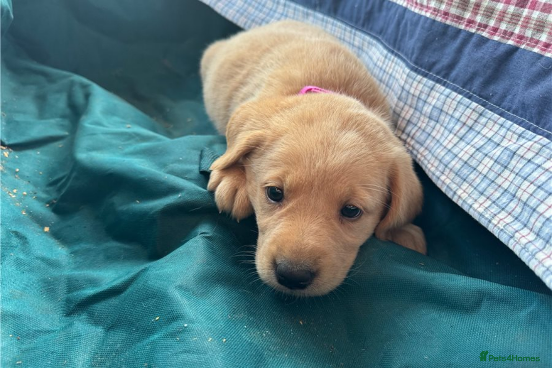 Golden Retriever dogs for sale: Gorgeous Golden retriever puppies for new homes - Image 4