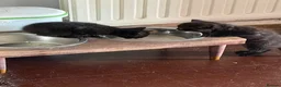 Mixed Breed cats for sale: Adorable Kittens in Truro - Advert 2