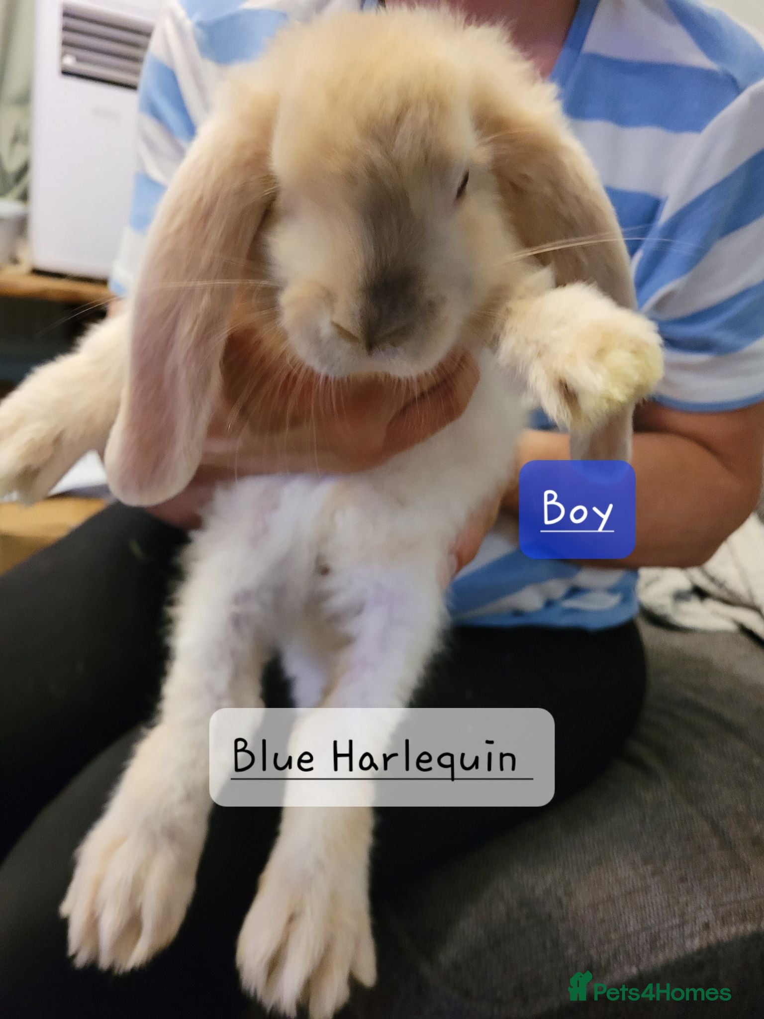 French Lop rabbits Pure Bred French Lop babies ready to Leave - Advert 2