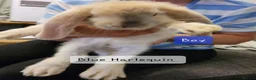 French Lop rabbits for sale: Pure Bred French Lop babies ready to Leave - Advert 4