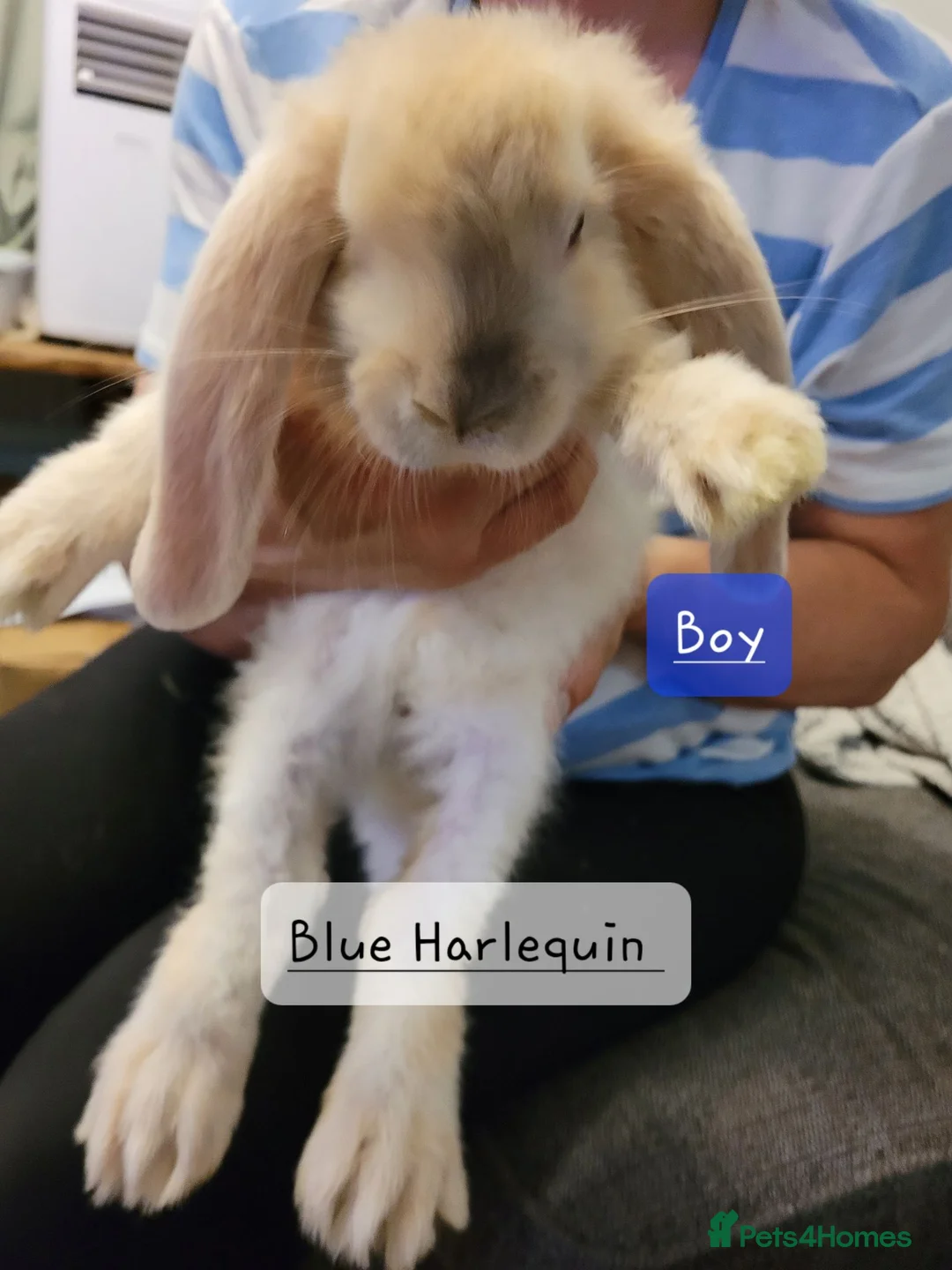 French Lop rabbits for sale: Pure Bred French Lop babies ready to Leave - Advert 4