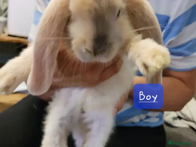 French Lop rabbits Pure Bred French Lop babies ready to Leave - Advert 5