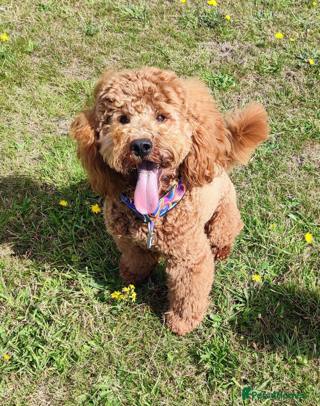 Cockapoo dogs for stud: Stunning proven KC reg Red Miniature Poodle in Cannock - Image 5