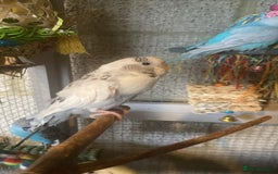 Budgerigars birds for sale: 11 budgies and 1 cocktails  - Image 8