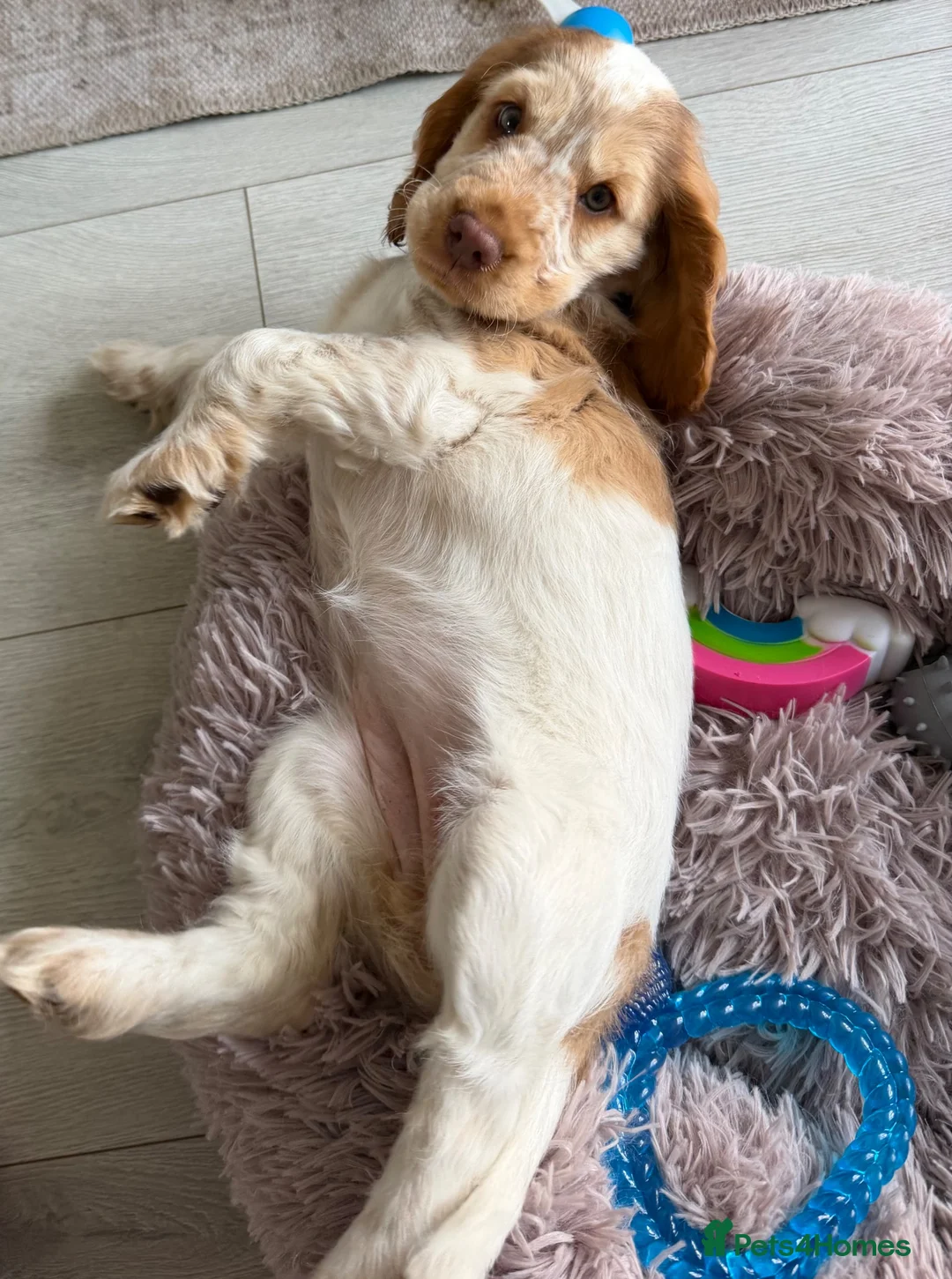 Cocker Spaniel dogs for sale: Beautiful Show Cocker Spaniel Puppy in Northwich - Advert 2
