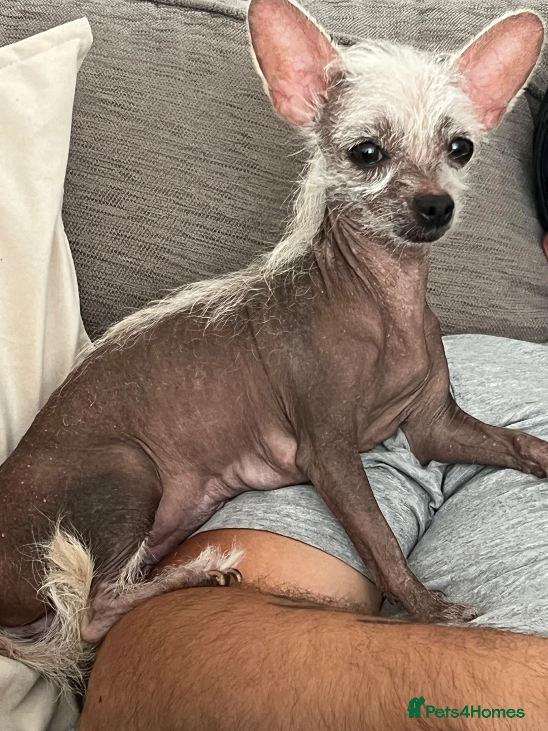 Mixed Breed dogs for sale: Beautiful little crestdoxies!  - Advert 2