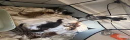 Bengal cats for sale: Bengal / Norwegian forest - Advert 14