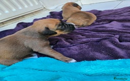 Boxer dogs for sale: Gorgeous Red Boxer puppies for sale. - Image 2
