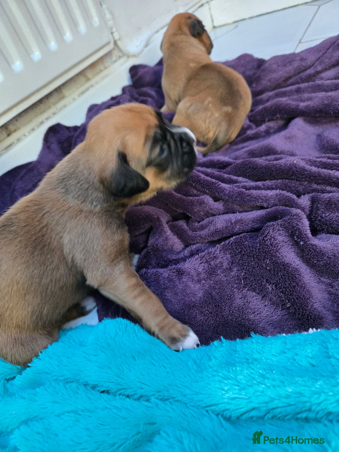 Boxer dogs for sale: Gorgeous Red Boxer puppies for sale. - Image 2