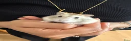 Hamster rodents for sale: Russian Dwarf Hamster  - Advert 5