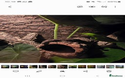 Gecko reptiles for sale: Male Leachie Gecko - Image 5