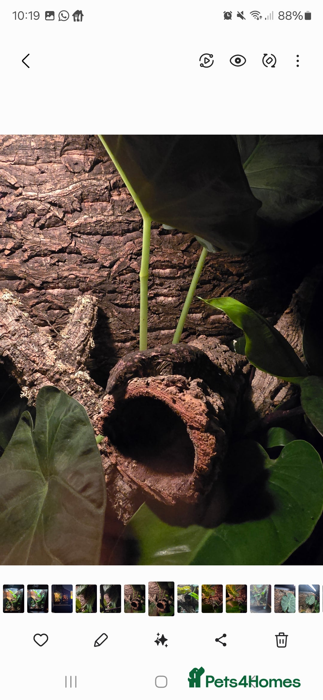 Gecko reptiles for sale: Male Leachie Gecko - Image 5