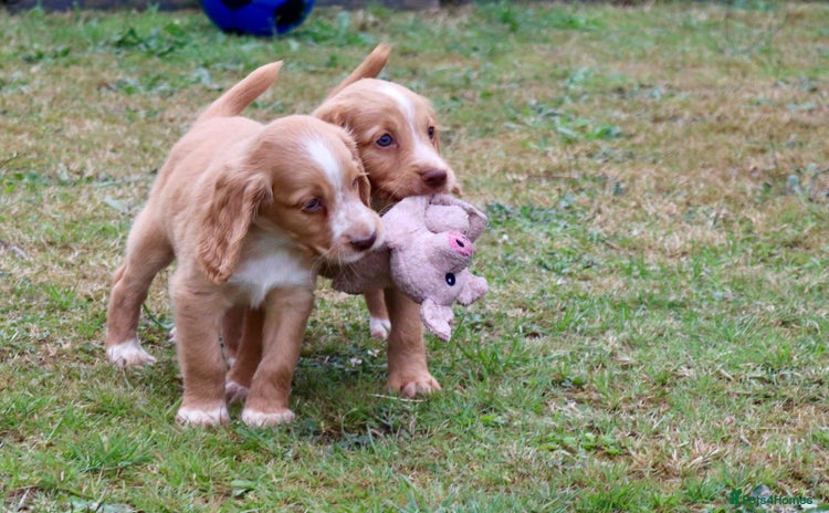 Sprocker dogs - Advert 2