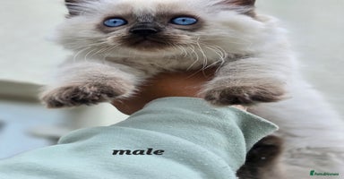 Ragdoll cats - Advert 10