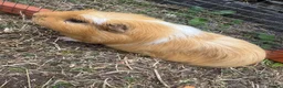 Guinea Pig rodents for sale: 3 male guinea pigs  - Advert 4