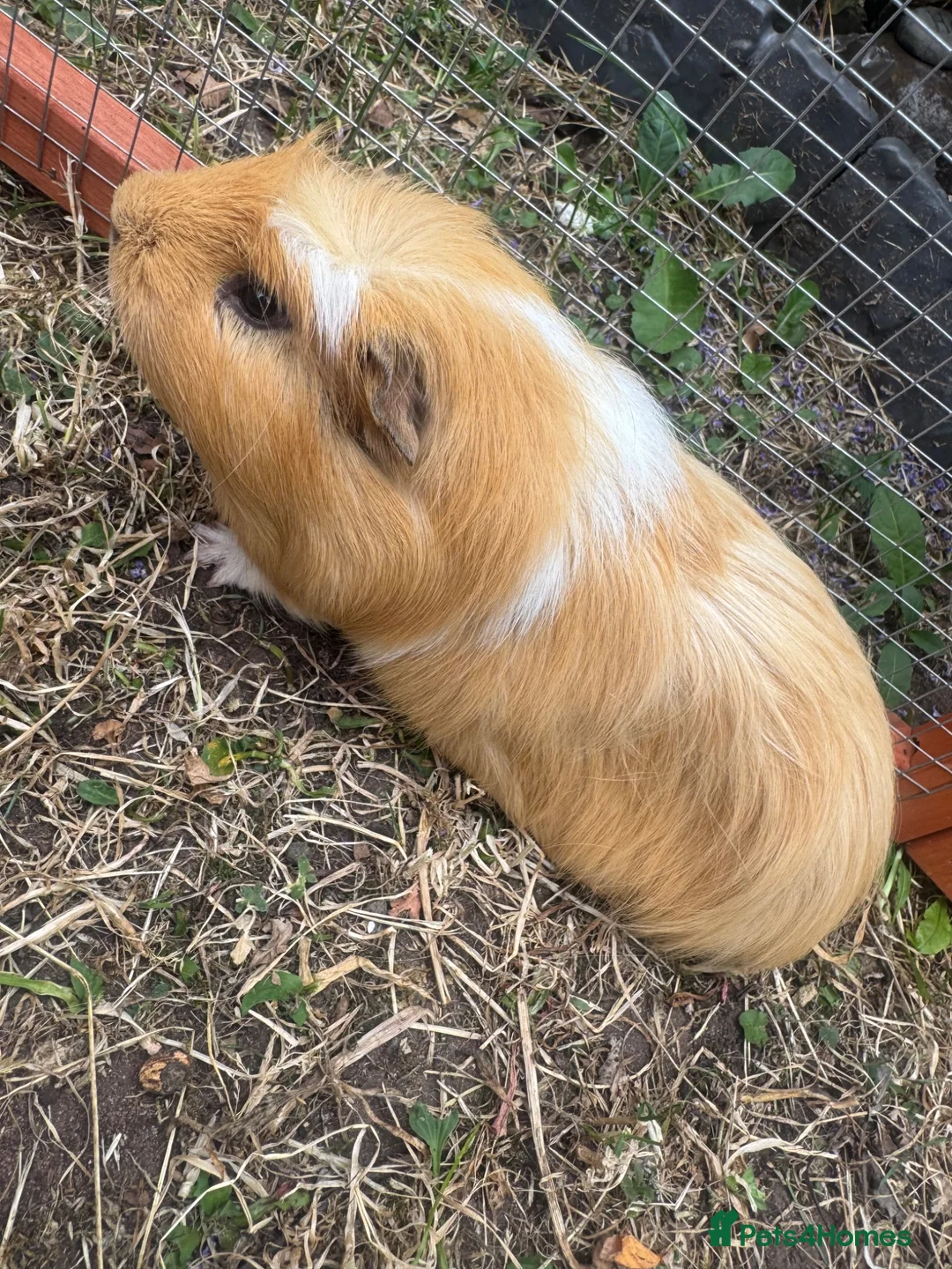 Guinea Pig rodents for sale: 3 male guinea pigs  - Advert 4