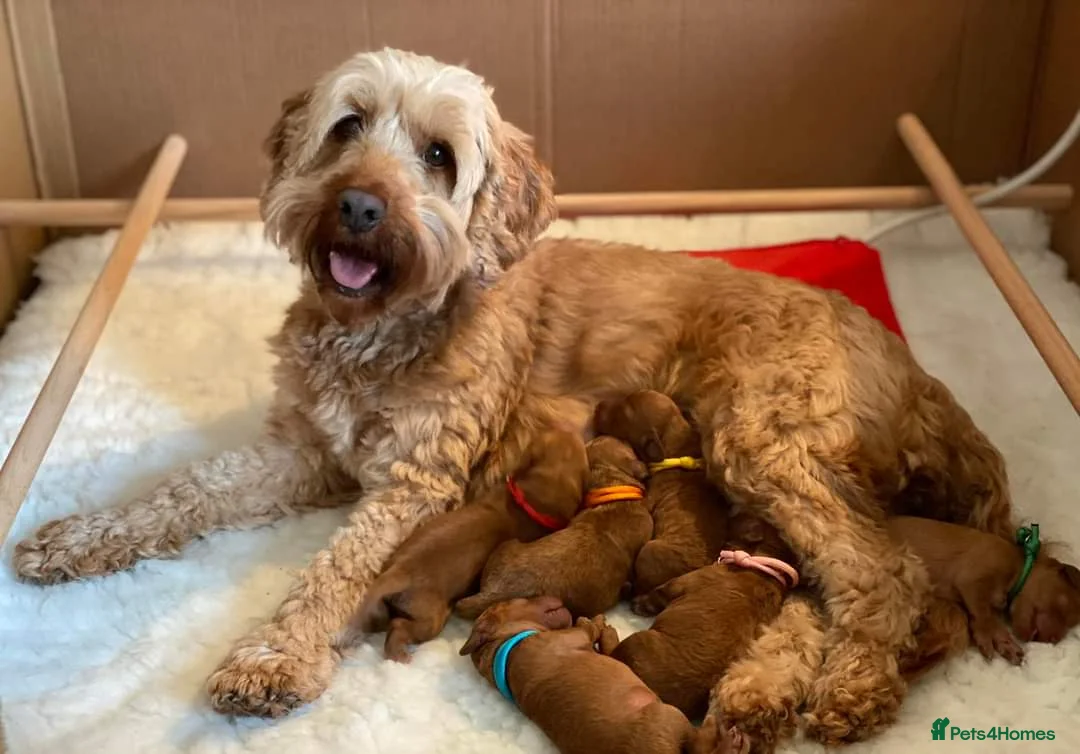 Cockapoo dogs for stud: F1 cocapoo well Proven extensively health tested in Bromley - Advert 14