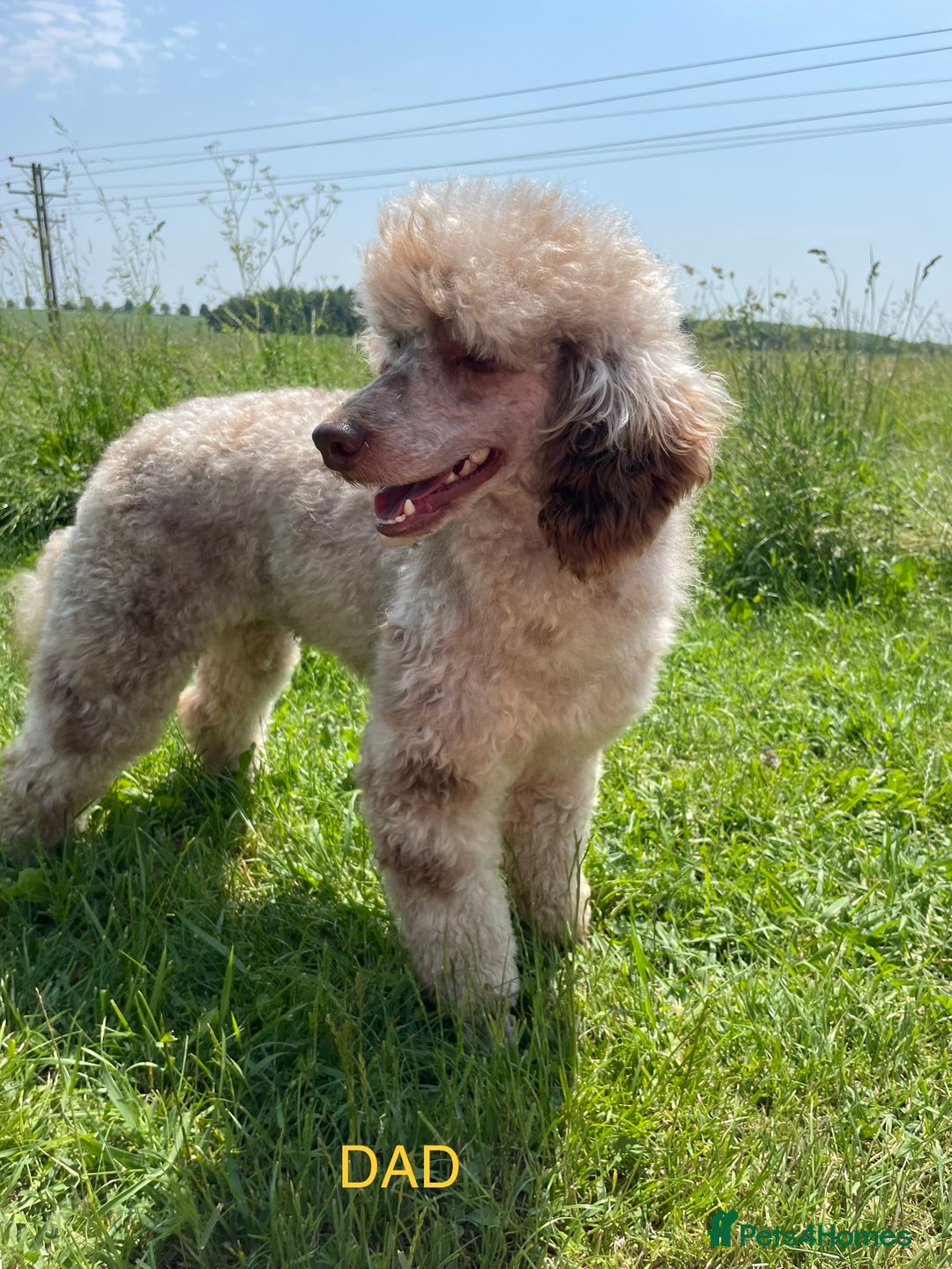 Cockapoo dogs for sale: F1 Cockapoo’s Fully DNA hereditary clear - Advert 11