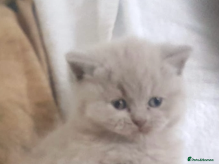 British Shorthair cats pure British shorthair kittens - Advert 9