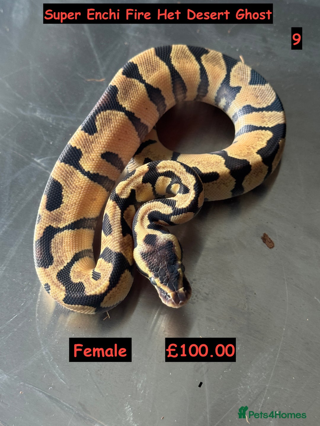 Python Snake reptiles for sale: Baby Ball Python's - Advert 1