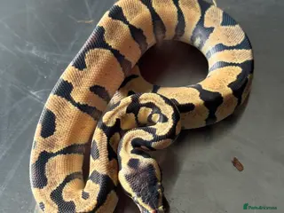 Python Snake reptiles Super Enchi Fire - Advert 15