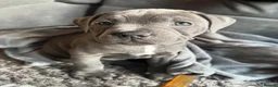 Staffordshire Bull Terrier dogs for sale: 🐾 Beautiful Staffordshire Bull Terrier Puppies  in Norwich - Advert 8