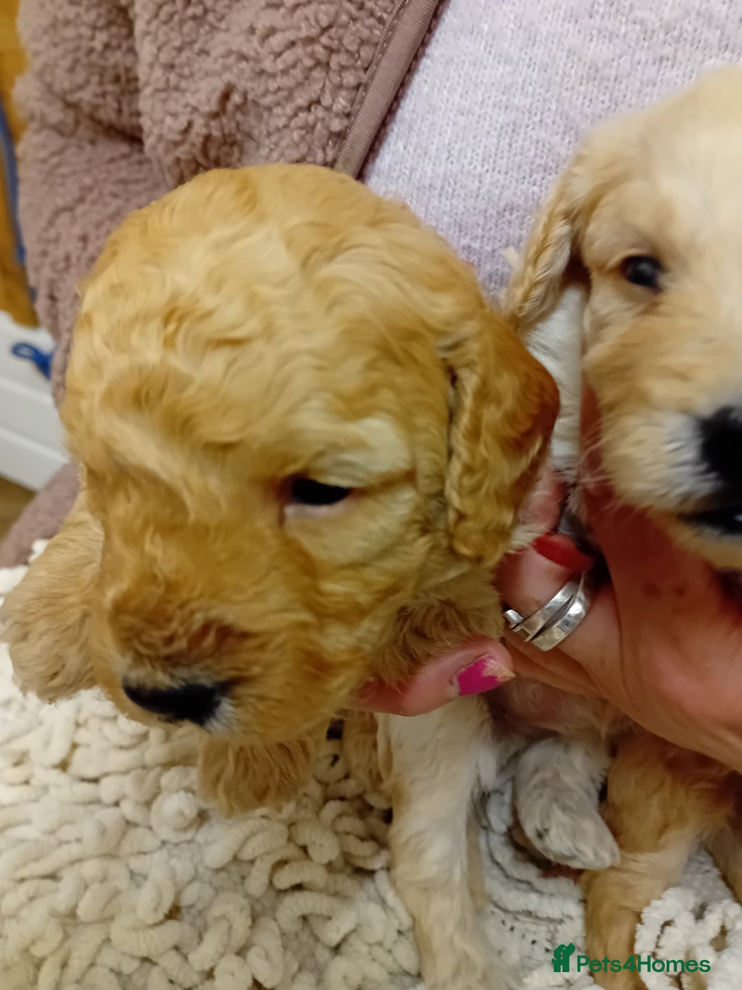 Cockapoo dogs for sale: Stunning Cockapoo puppies - Advert 5
