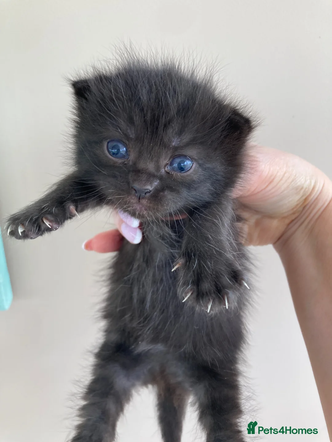 Mixed Breed cats for sale: British long hair mix kittens - Advert 2
