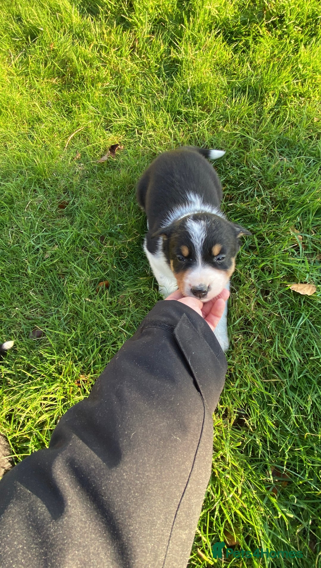 Mixed Breed dogs for sale: Beautiful Welsh Collie x Border Collie Puppies - Advert 22