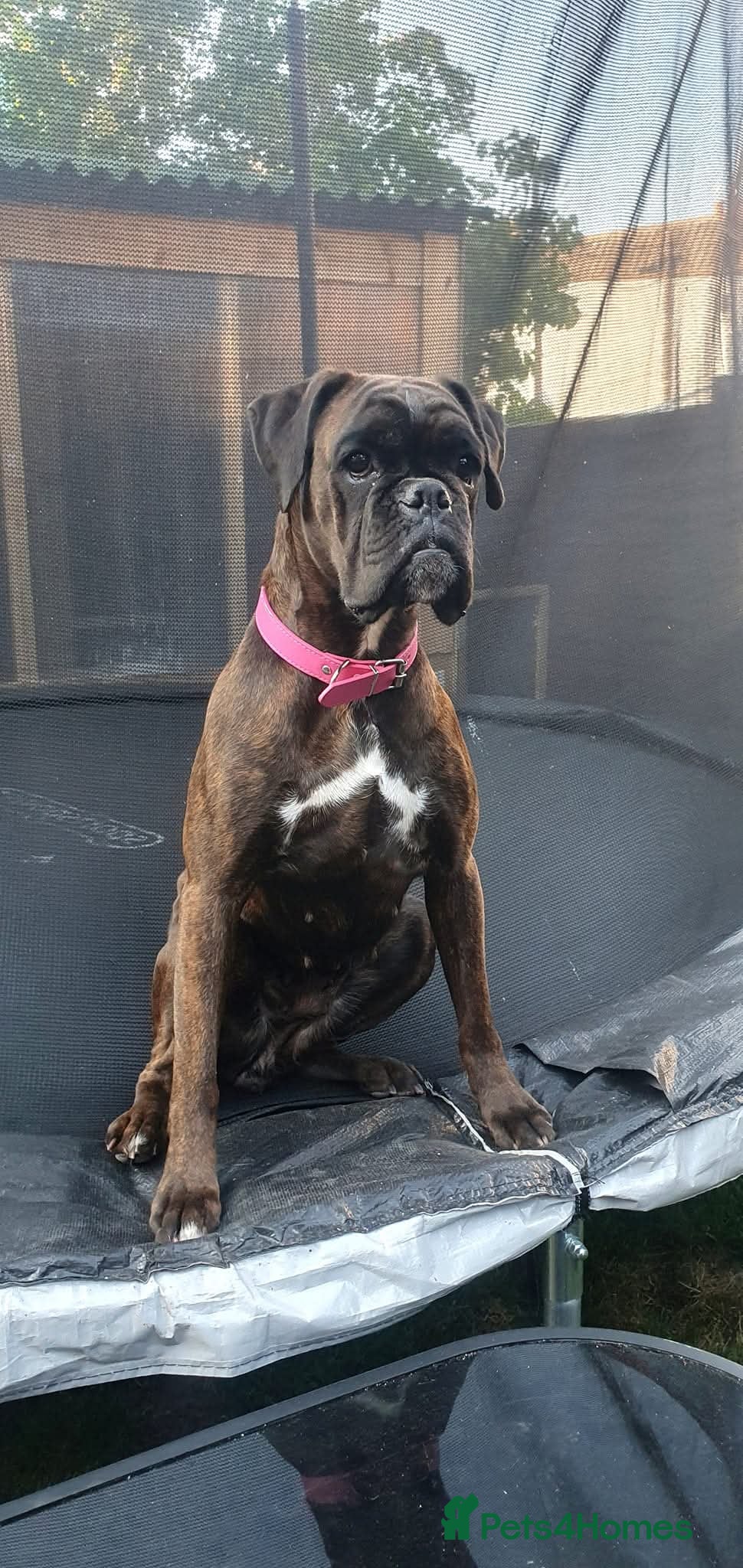 Boxer dogs Boxer Girl looking for new home - Advert 11