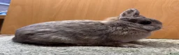 Netherland Dwarf rabbits for sale: Mini Rex cinnamon and netherland dwarfs  - Advert 9