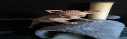 Sphynx cats for sale: Beautiful Canadian Sphynx Kittens Available 💎 - Advert 10