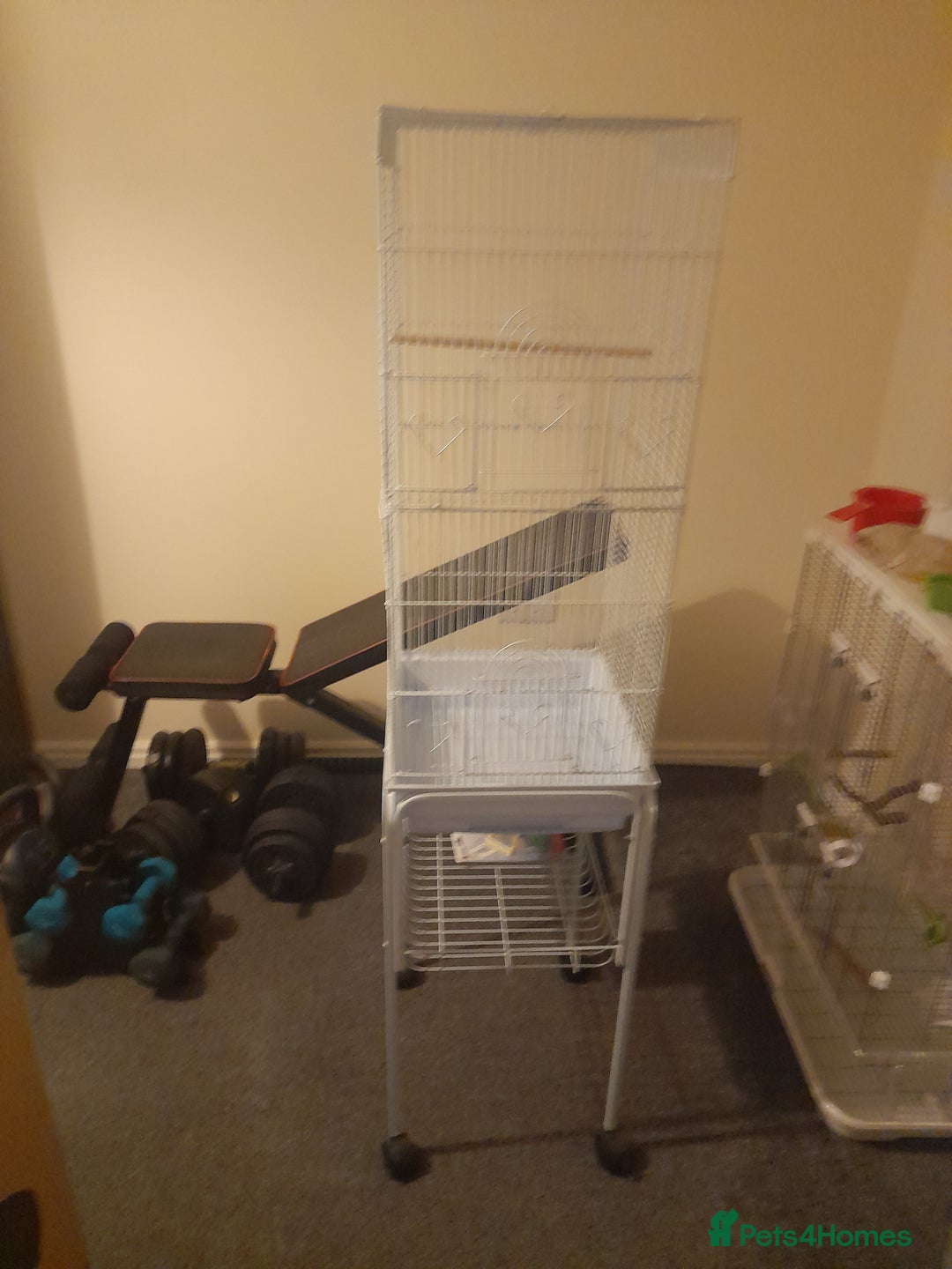 Finches birds for sale: Budgie and finch - Image 8