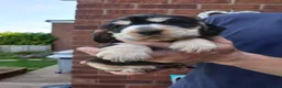 Cocker Spaniel dogs for sale: KC registered show type Cocker spaniel puppies  - Advert 12